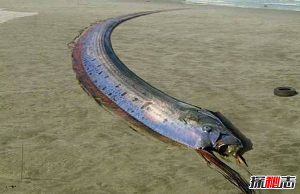 皇帶魚(yú)的恐怖傳說(shuō),不詳之魚(yú)帶來(lái)地震和海嘯