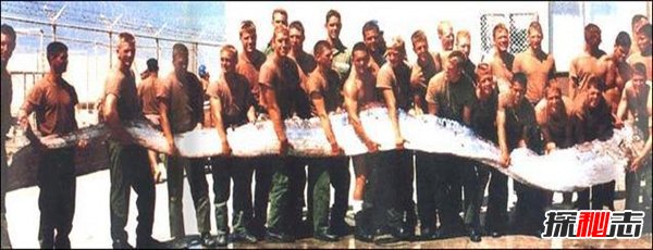 皇帶魚(yú)的恐怖傳說(shuō),不詳之魚(yú)帶來(lái)地震和海嘯