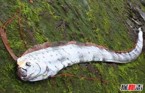 皇帶魚(yú)的恐怖傳說(shuō),不詳之魚(yú)帶來(lái)地震和海嘯