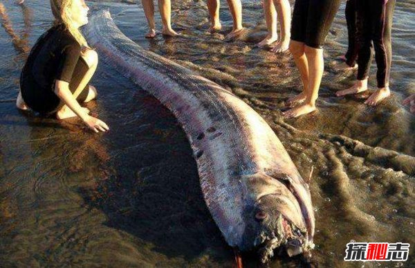 皇帶魚(yú)的恐怖傳說(shuō),不詳之魚(yú)帶來(lái)地震和海嘯