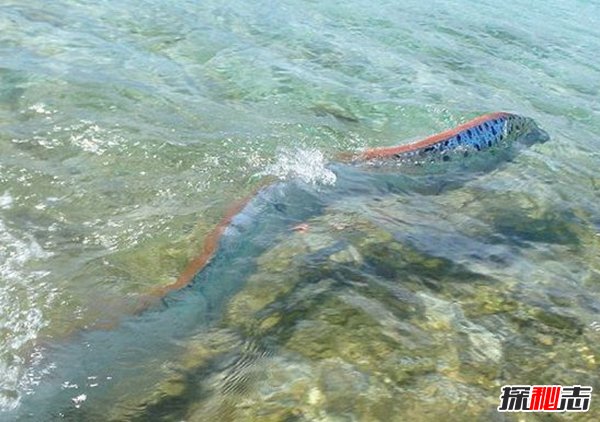 皇帶魚(yú)的恐怖傳說(shuō),不詳之魚(yú)帶來(lái)地震和海嘯