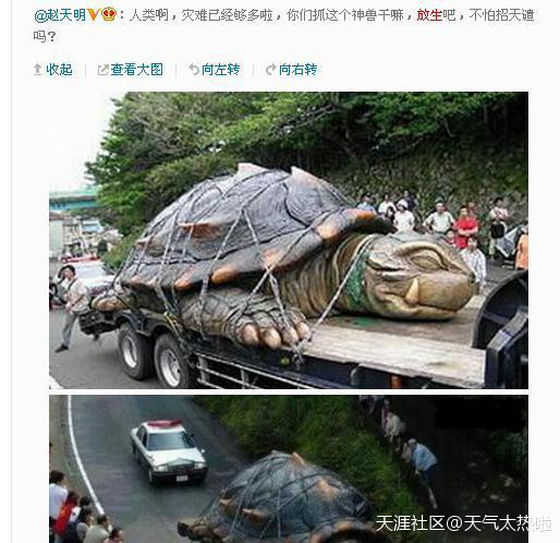 黃河巨龜事件，1965年在黃河發(fā)現巨龜是真的嗎？