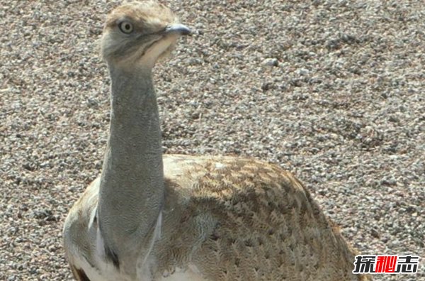 動(dòng)物因人類(lèi)而死亡?因人類(lèi)而瀕危的10大動(dòng)物(真相揭秘)