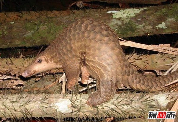 動(dòng)物因人類(lèi)而死亡?因人類(lèi)而瀕危的10大動(dòng)物(真相揭秘)