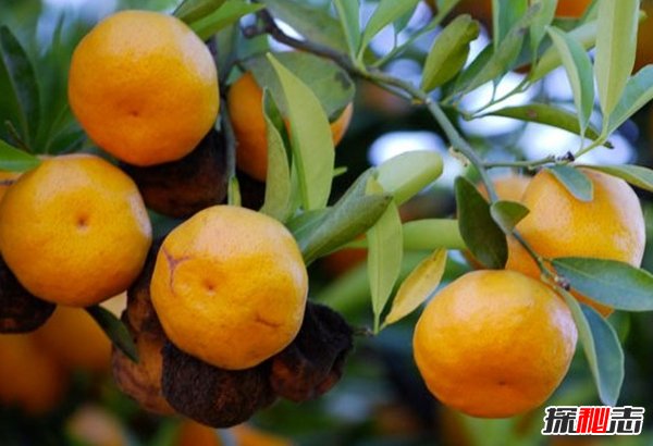 動(dòng)物因人類(lèi)而死亡?因人類(lèi)而瀕危的10大動(dòng)物(真相揭秘)