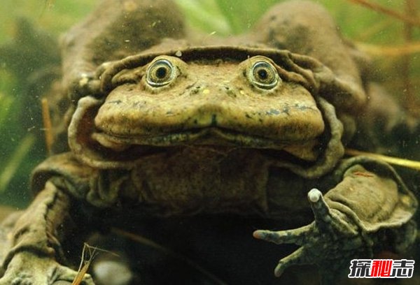 動(dòng)物因人類(lèi)而死亡?因人類(lèi)而瀕危的10大動(dòng)物(真相揭秘)