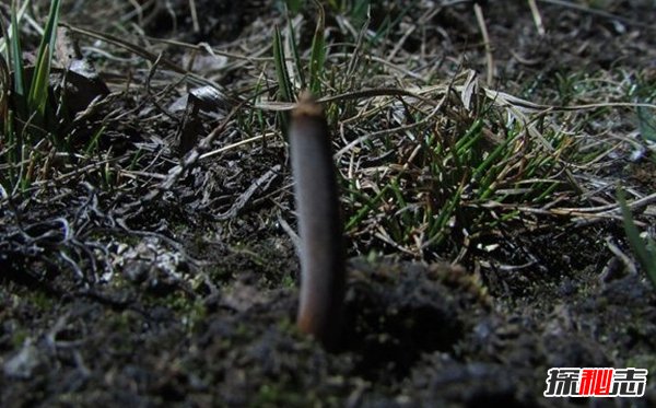 動(dòng)物因人類(lèi)而死亡?因人類(lèi)而瀕危的10大動(dòng)物(真相揭秘)