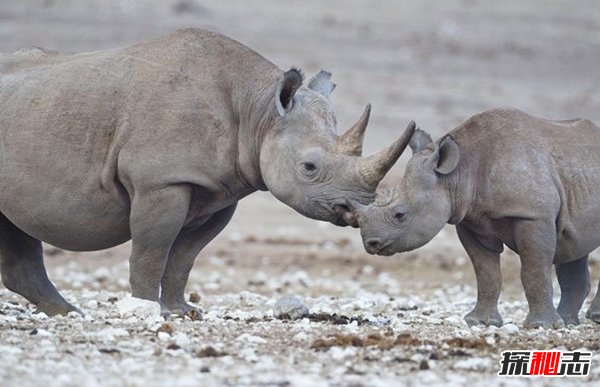 動(dòng)物因人類(lèi)而死亡?因人類(lèi)而瀕危的10大動(dòng)物(真相揭秘)