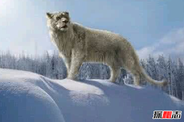 劍齒虎vs殘暴獅,誰(shuí)更強?(殘暴獅體重近半噸)