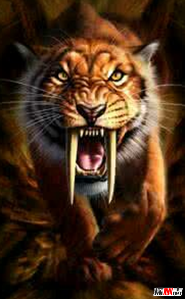 劍齒虎vs殘暴獅,誰(shuí)更強?(殘暴獅體重近半噸)