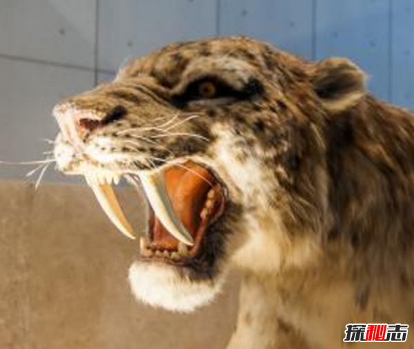 劍齒虎vs殘暴獅,誰(shuí)更強?(殘暴獅體重近半噸)