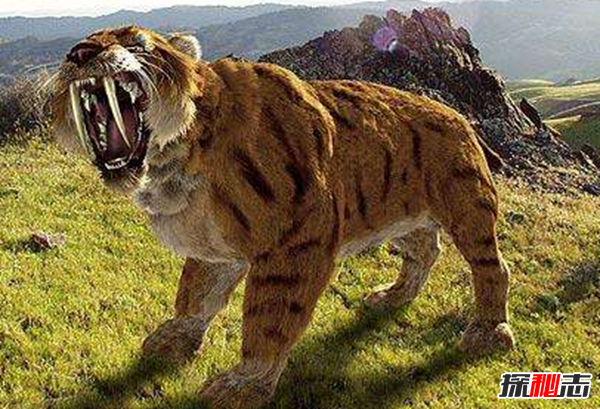 劍齒虎vs殘暴獅,誰(shuí)更強?(殘暴獅體重近半噸)