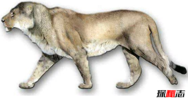 劍齒虎vs殘暴獅,誰(shuí)更強?(殘暴獅體重近半噸)