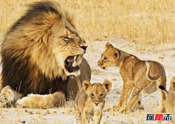 劍齒虎vs殘暴獅,誰(shuí)更強?(殘暴獅體重近半噸)