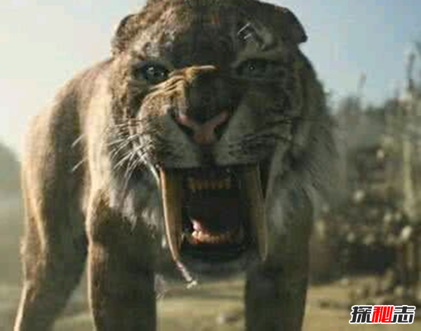 劍齒虎vs殘暴獅,誰(shuí)更強?(殘暴獅體重近半噸)