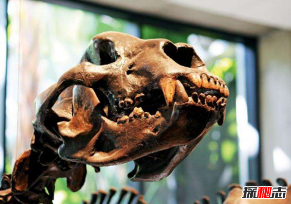 劍齒虎vs殘暴獅,誰(shuí)更強?(殘暴獅體重近半噸)