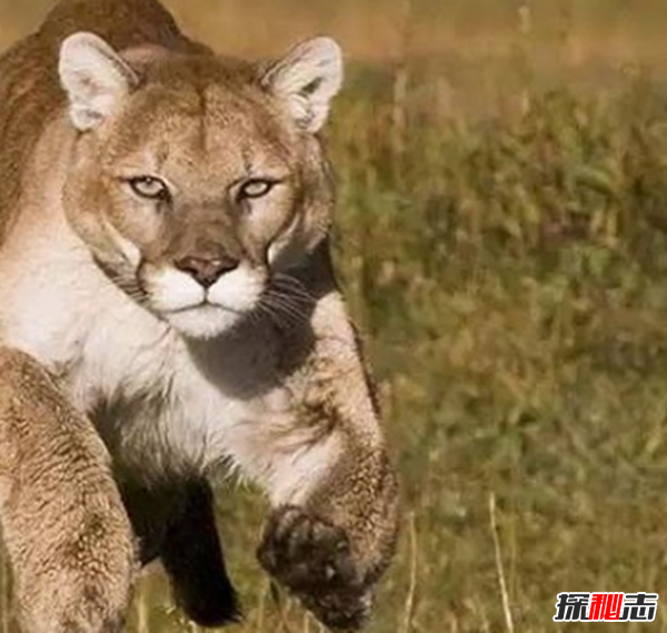 劍齒虎vs殘暴獅,誰(shuí)更強?(殘暴獅體重近半噸)