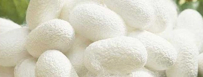 桑蠶絲的洗滌方法是什么