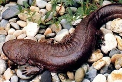 娃娃魚(yú)，學(xué)名叫大鯢,又叫作人魚(yú)