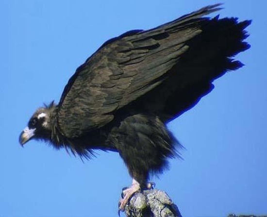 禿鷲英文名叫Cinereous Vulture，又名禿鷹 狗頭雕 狗頭鷲 座山雕